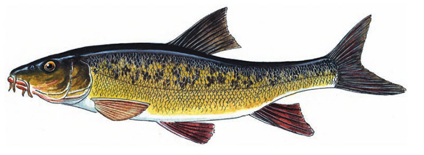 Barbus meridionalis_01.jpg